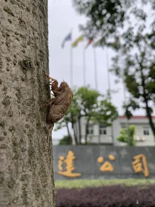 新疆网友发视频草上缀满知了猴新疆网友发了个视频，那草上全缀满了知了猴，可太震