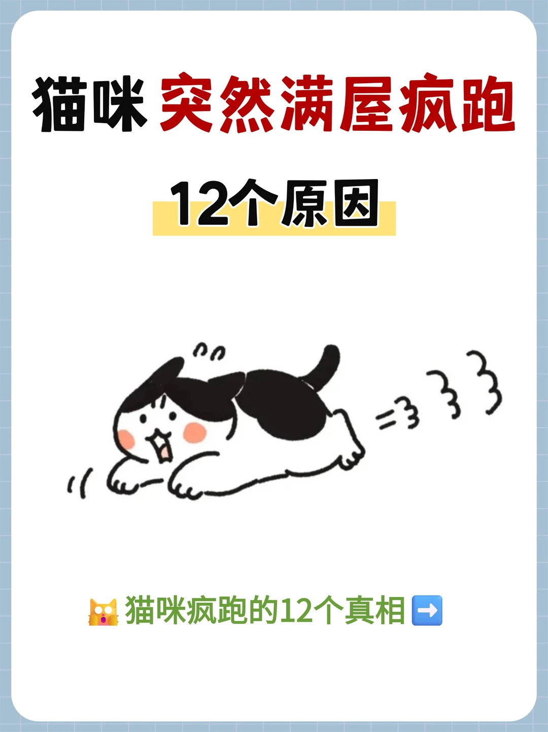 猫咪疯了一样满屋跑❓12个真相来了❗️