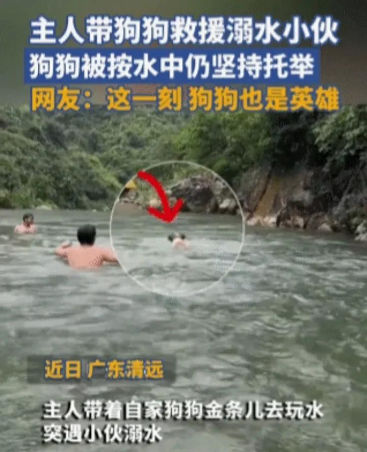 看哭了！近日，广东清远一名男子带自家小狗去玩水时，突然发现有人溺水，于是小狗立即