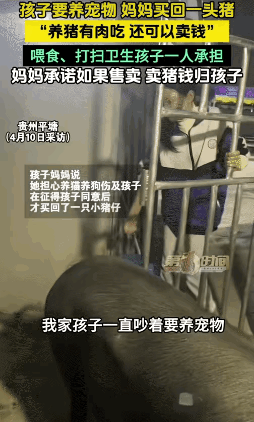 太有意思了！贵州平塘，一小女孩天天缠着妈妈，哭着闹着想要养宠物，妈妈一开始直接拒