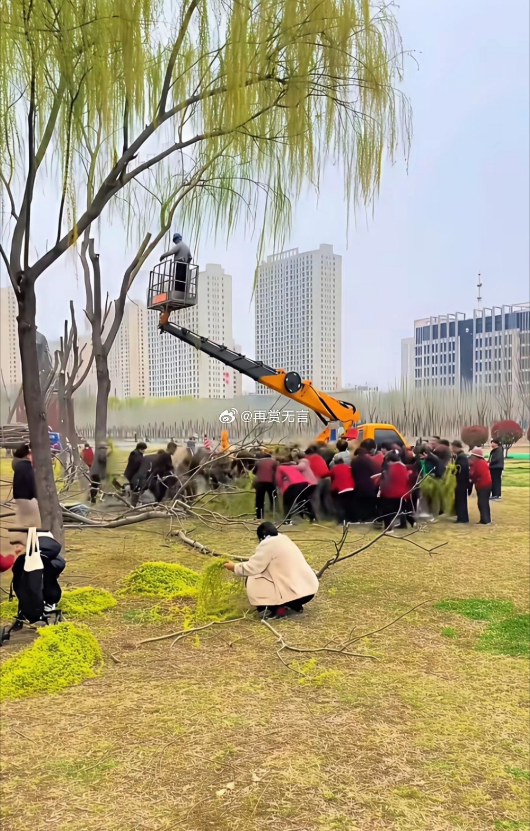 柳树的叶子，居然也有这么多人吃？吃了不会拉稀吗？