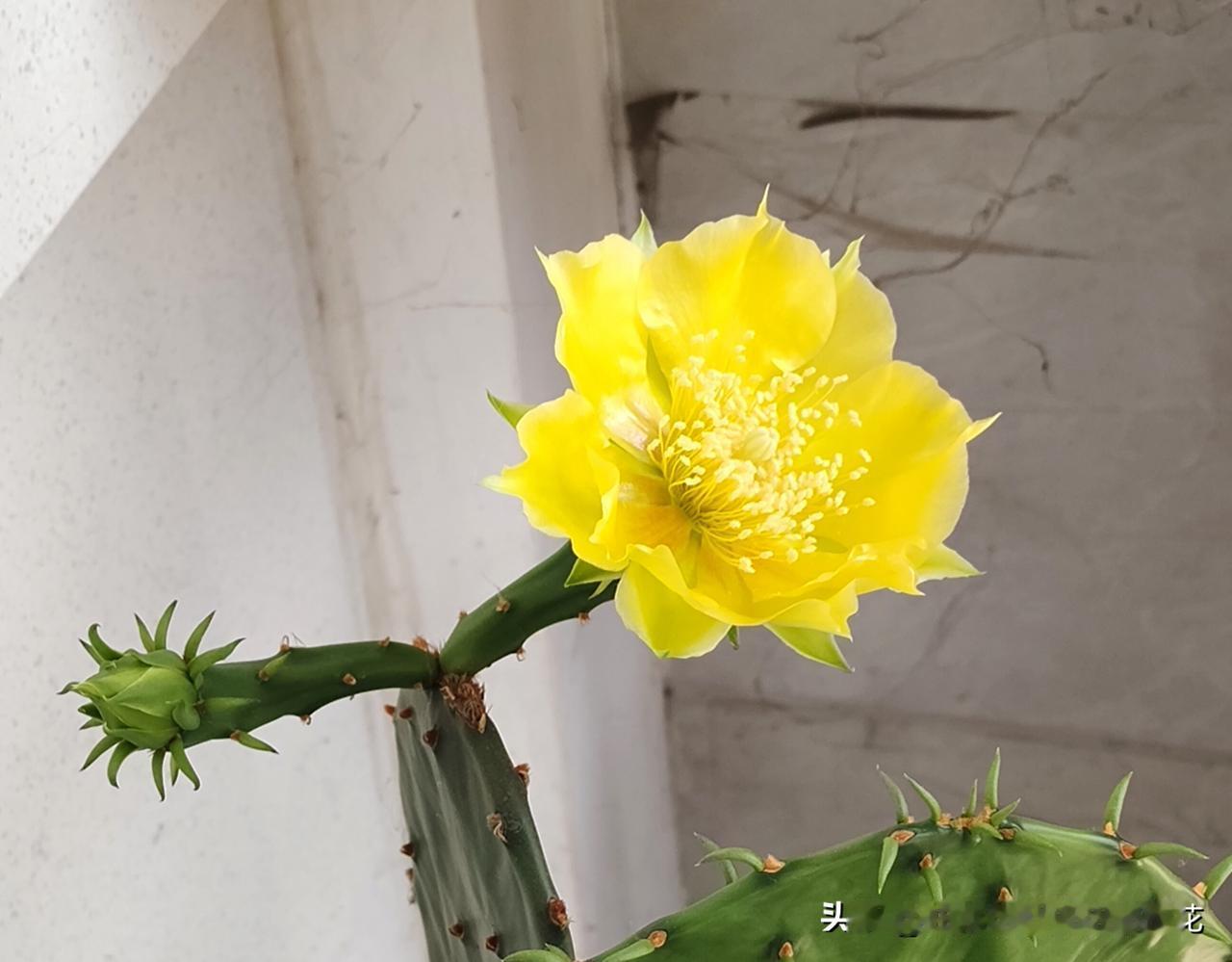 第一次见到仙人掌开花，被惊艳到了。我们公司有一盆仙人掌，我经常给其他花浇水，仙