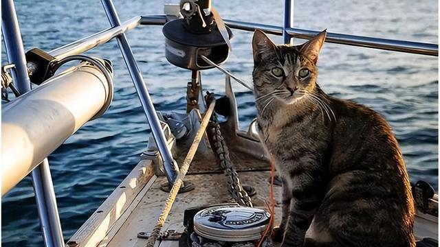 航母养猫竟藏关键用途！绝非抓老鼠那么简单航母上养猫真的是为了抓老鼠？大错特错！