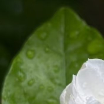 1100茉莉的种植：茉莉花喜光、喜温暖湿润环境，需排水良好的酸性土壤，以下是其养