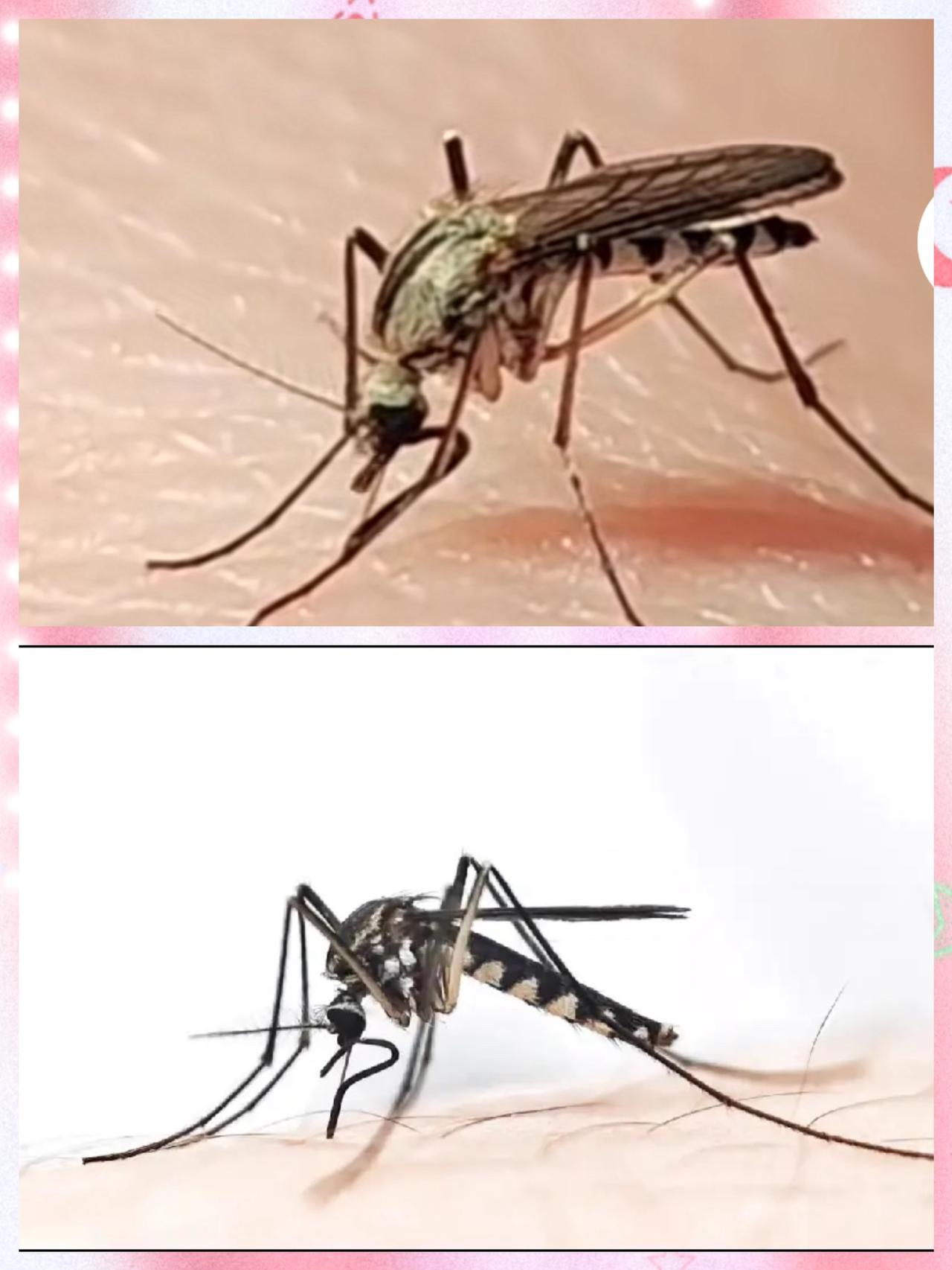 终于弄明白了为什么今年蚊子迎来史诗级加强不是蚊子变异了，也不是它不想走，而是