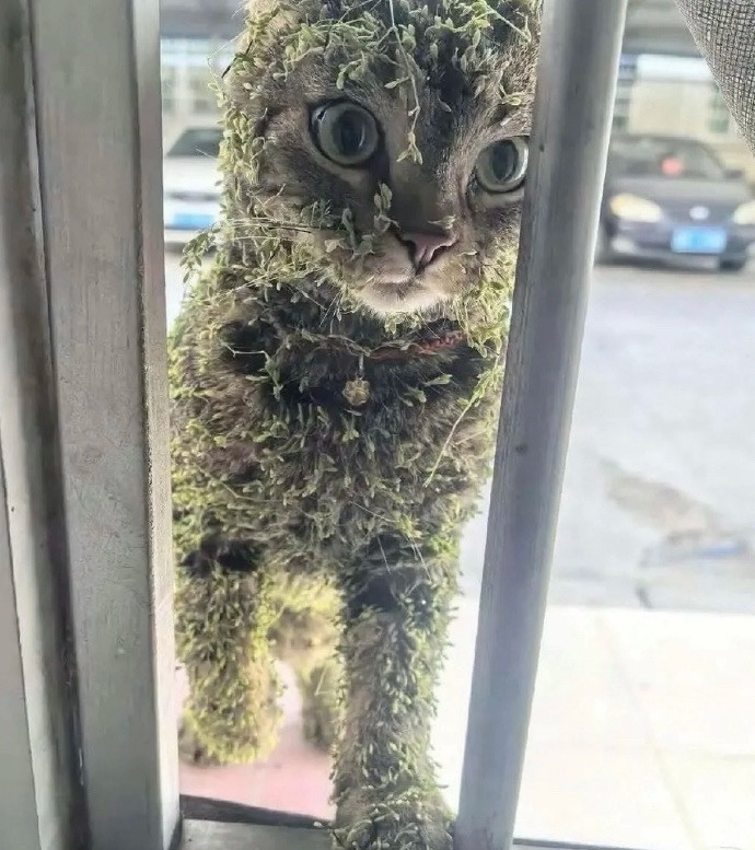 小猫是真的踏青回来了