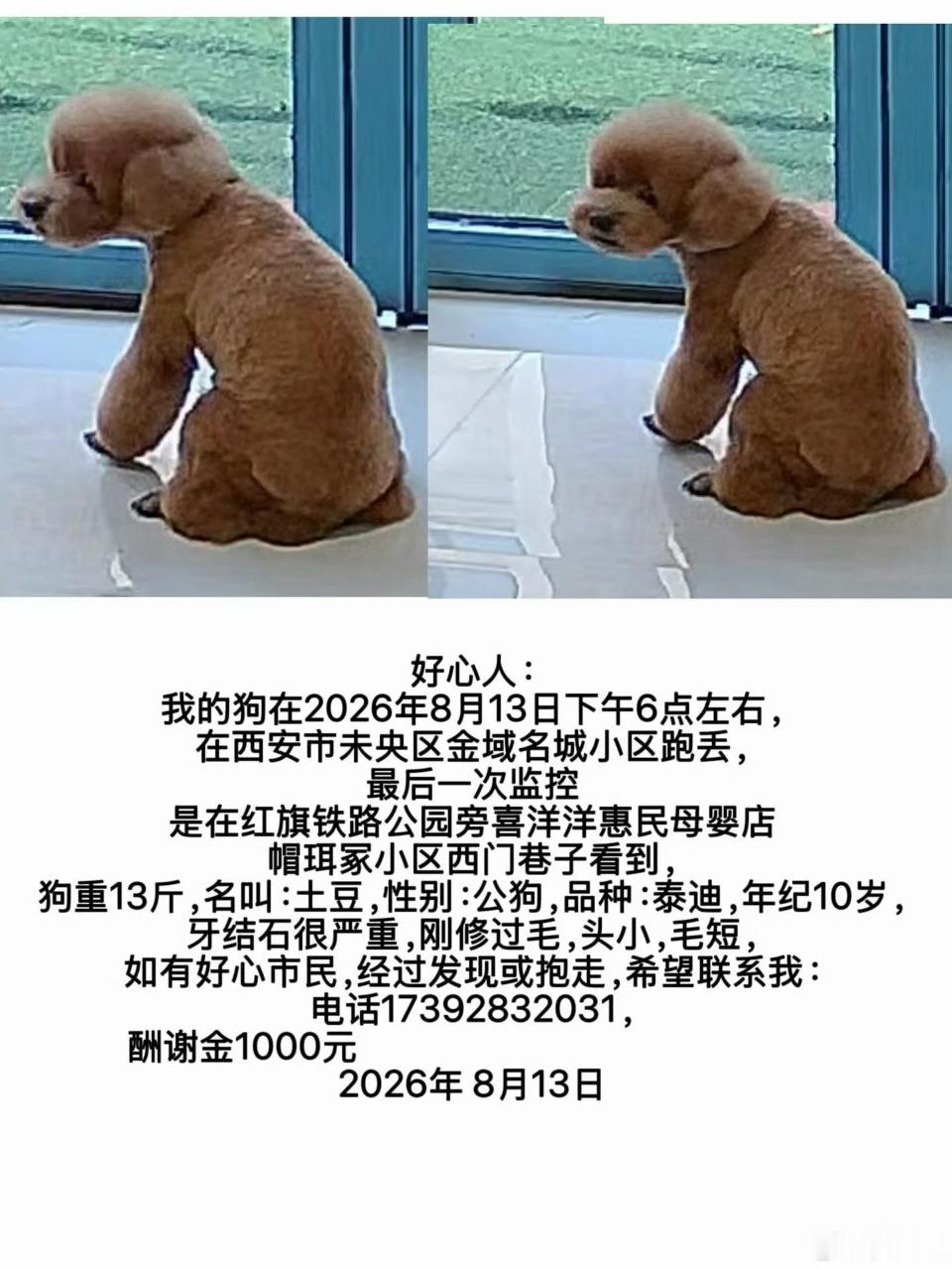 娱乐白宇帆发寻狗启示白宇帆帮朋友找狗啊啊啊啊狗狗十岁了