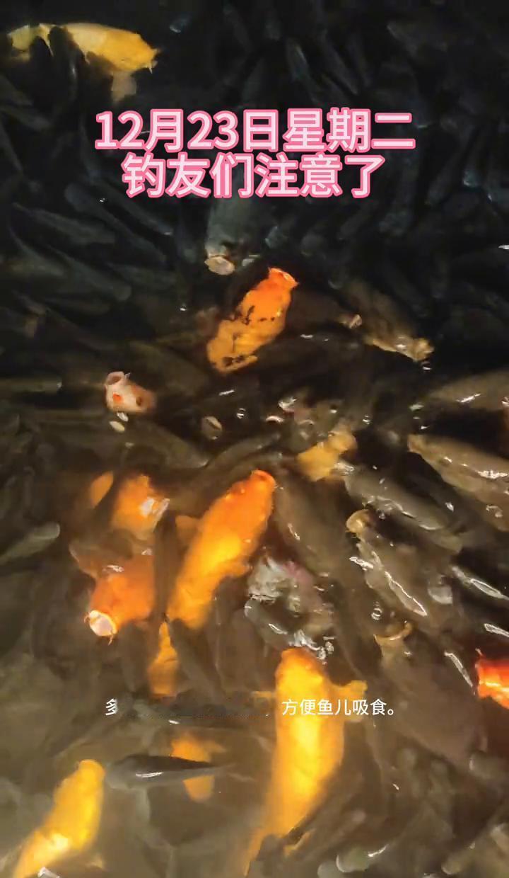 别信冬天钓不到鱼。12月23号，一个能让鲫鲤疯抢饵的“作弊码”来了。气象台刚确