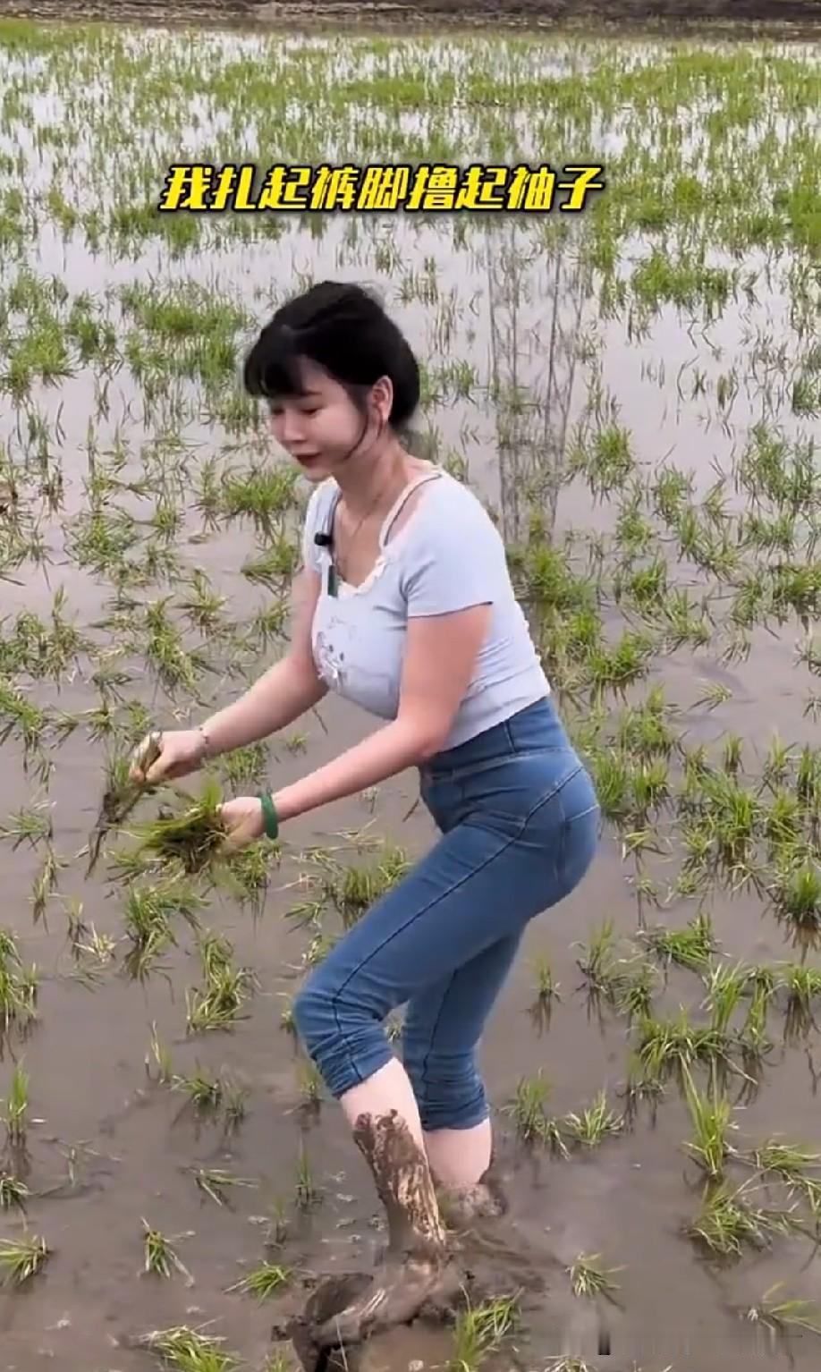 插秧会干不