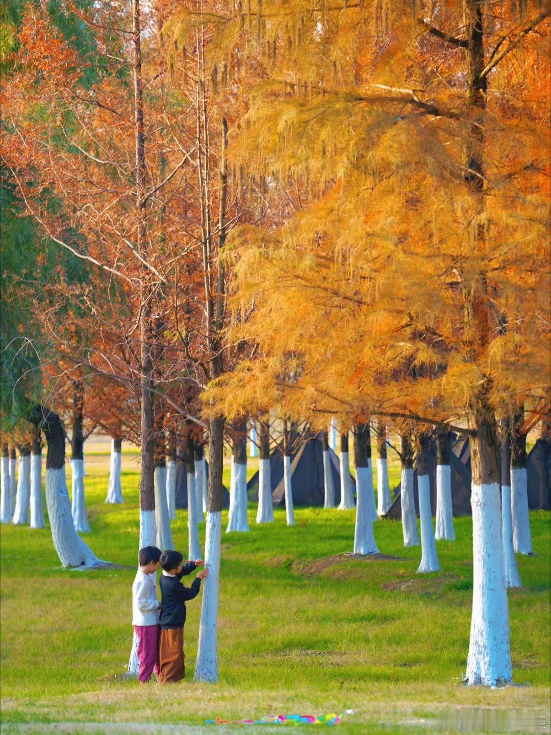 合肥高新区好看的公园被我找到了合肥蜀西湖真的不能被忽略！散步路过蜀西湖，真的被狠