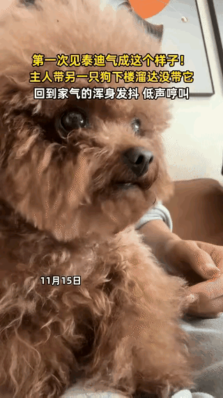 “解释不清了！”一博主养了两只泰迪，主人带小泰迪下楼遛弯没带大的，回家后大泰迪浑