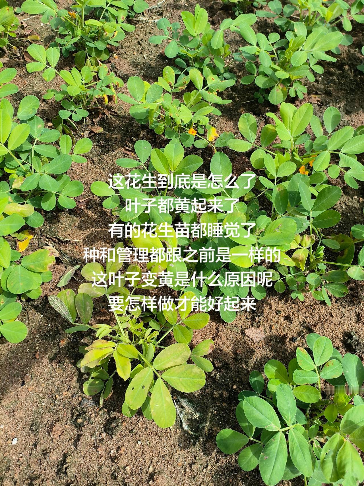 这花生到底是怎么了叶子都黄起来了有的花生苗都睡觉了种和管理都跟之前是一样的