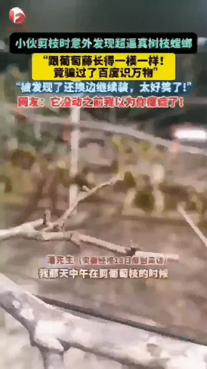 葡萄藤上的“伪装王者”：螳螂戏耍人类与AI近日，广东小伙修剪葡萄藤。瞅见根