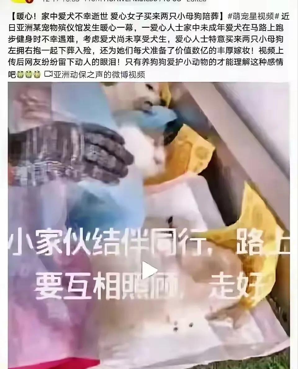爱犬死了，狗主人买两只母狗陪葬？这消息是真的吗？让人不敢相信。这狗主人可真是孝
