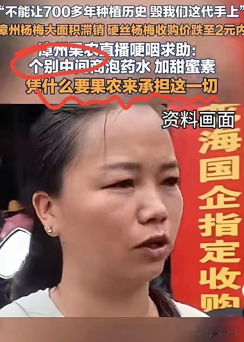 会长哭了，果农悲伤求助，事情出现好转，在各方共同努力下，漳州杨梅一天发货3700