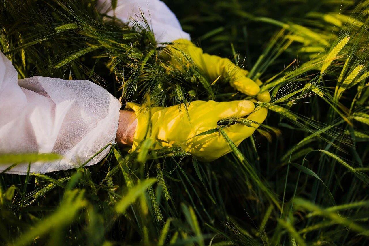 斩断田间窃密黑手! 间谍在我国搜集农作物基因数据