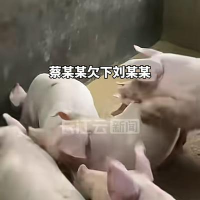 "吃相难看！"6月13日报道，广东阳春，一男子欠下1.9万猪饲料钱后，直接出去打
