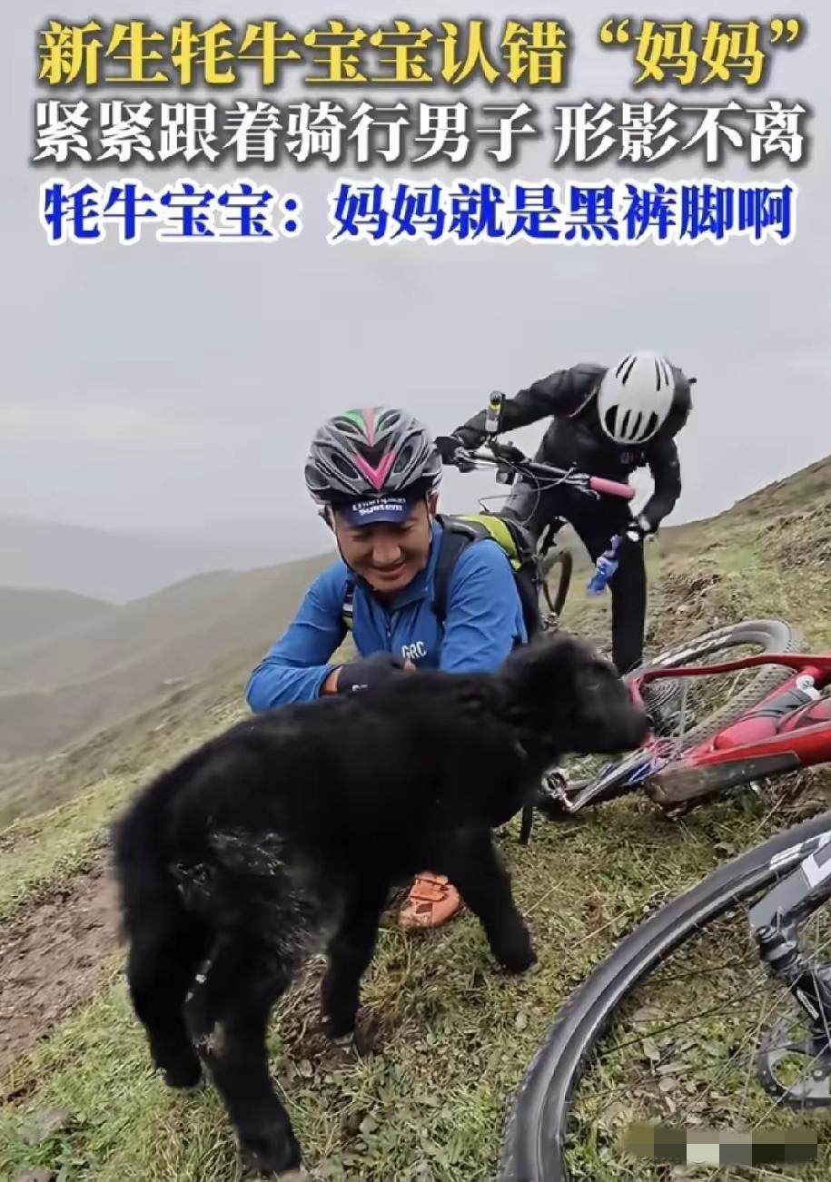 驴友去甘肃骑行被牛犊子误认为妈妈，他走哪，牦牛宝宝紧紧跟随，原因是男子下半身是黑
