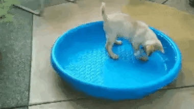 这智商，也不合适玩玩具了，铲屎官还是不要买了。