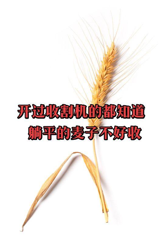 你们觉得呢？奋斗正能量躺平社会百态