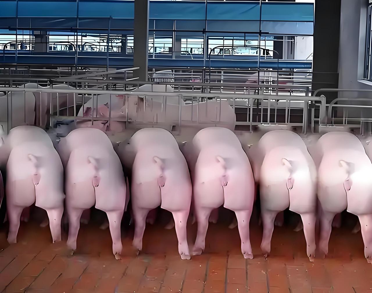 近期全国生猪均价跌破5元/斤，创多年新低，这绝非只是“吃肉更便宜”的小事，而是清