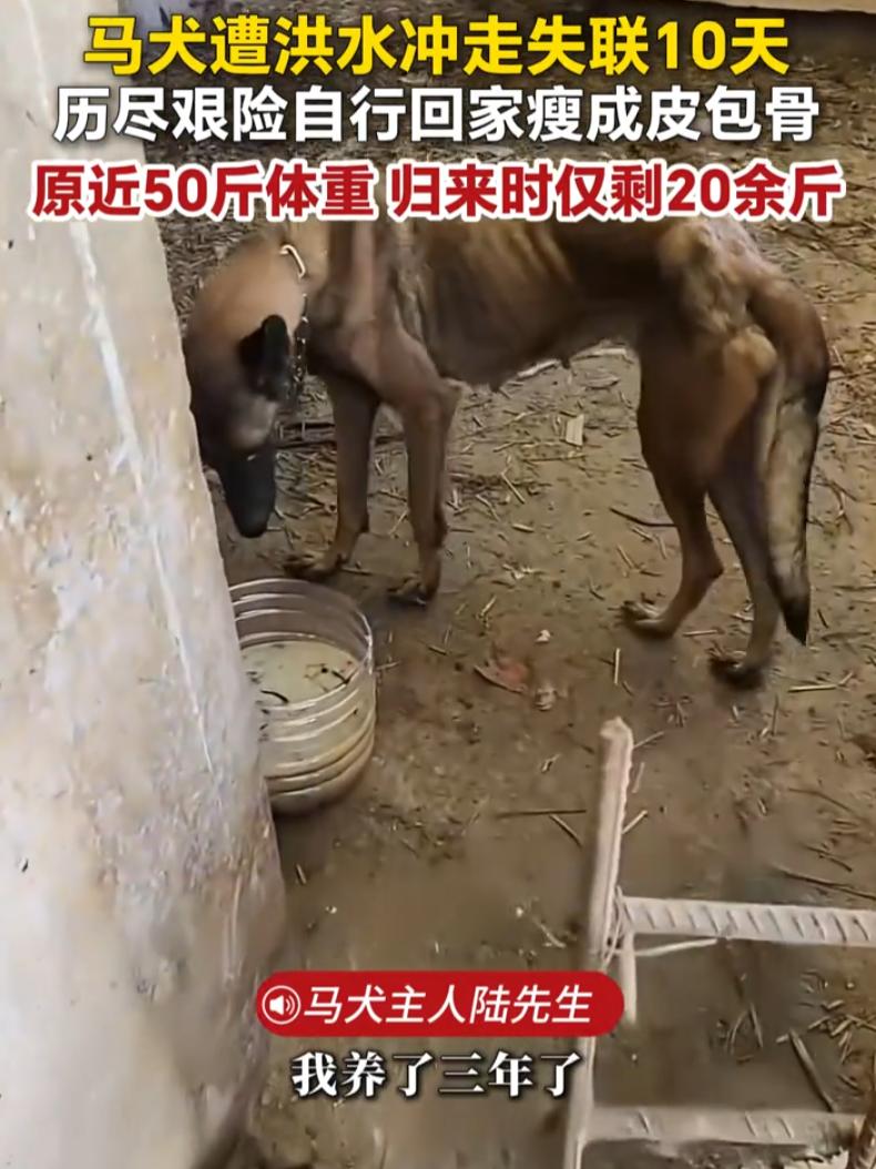 广西百色，一只养了三年的马犬被洪水冲走，失联整整十多天。主人连续搜寻三天无果，看