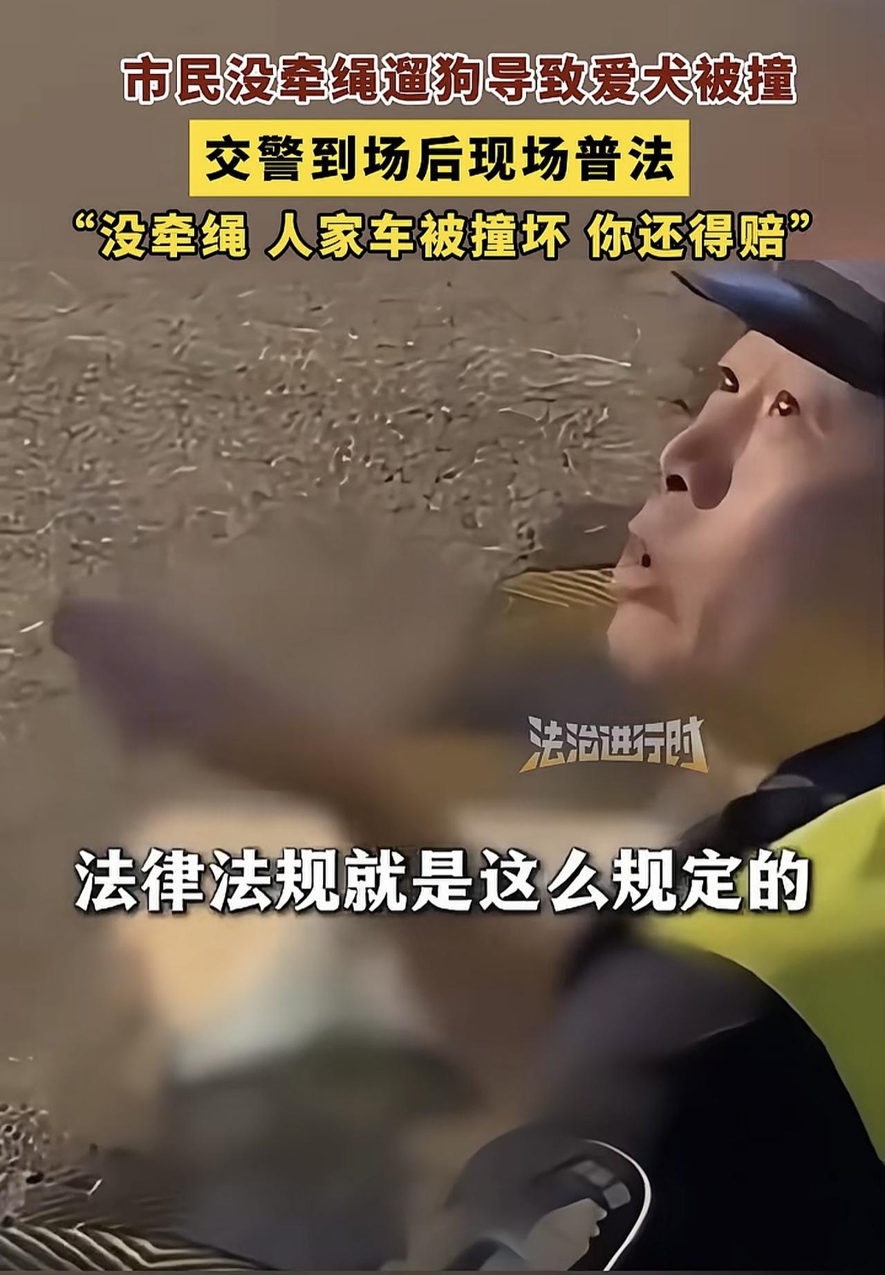 “法律就是这么规定的，没牵绳的狗，一律按照野狗来处理！”不得不说这位交警真的太