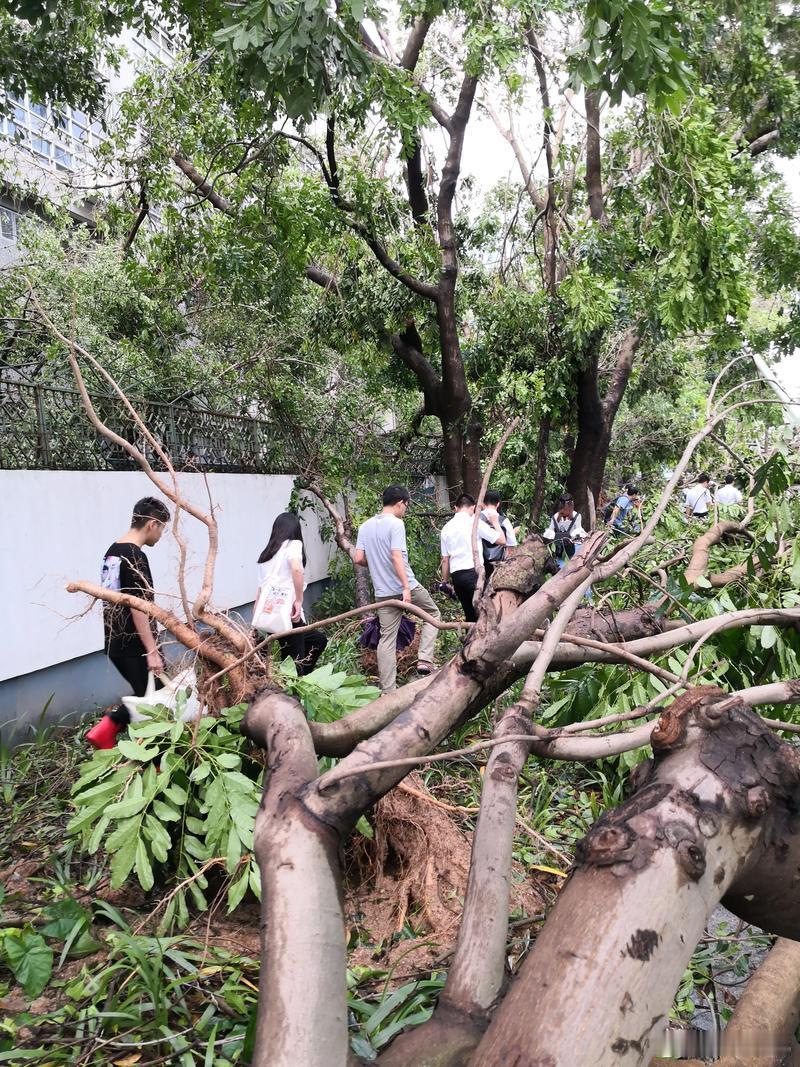 浙江人注意白海豚比巴威厉害多了虽然巴威巅峰期是超强台风，但登陆时早已“外强中干”