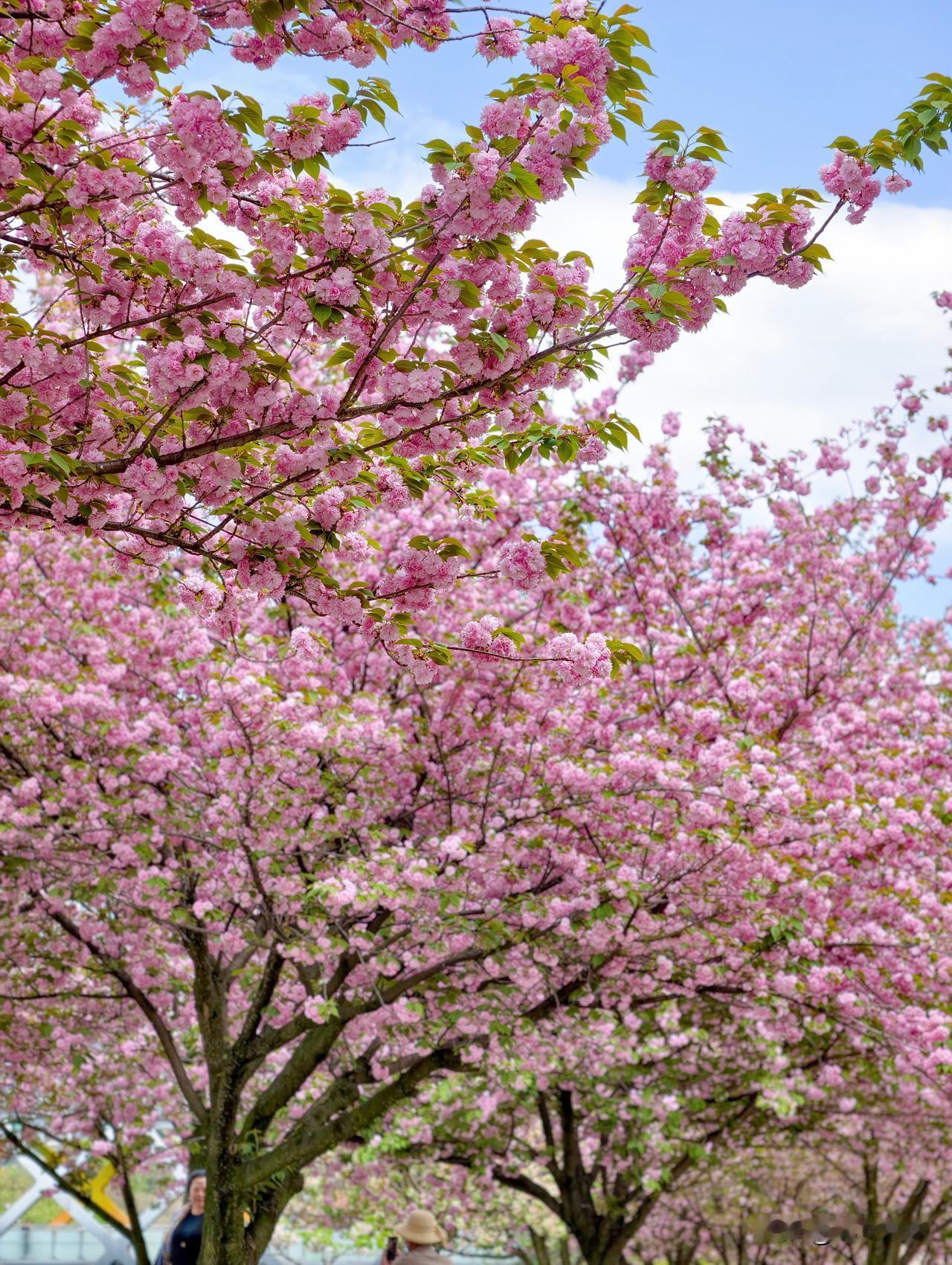刚从贵阳回来。在贵阳遇见盛放的樱花。不期而遇的惊喜。正值花期，每一朵花都灿烂而