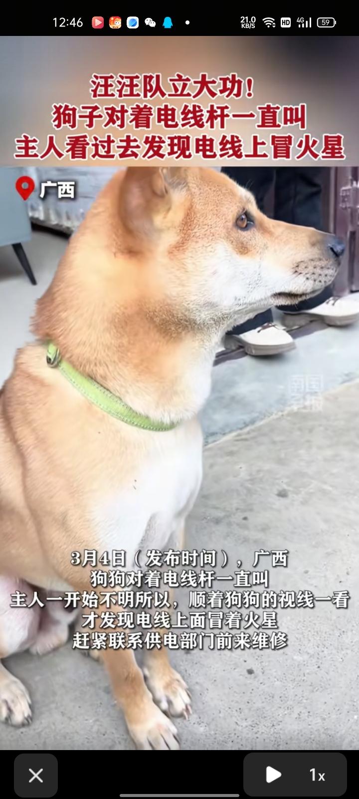 3月4日，广西南宁。狗狗对着电线杆一直叫，主人一开始不明所以，顺着狗狗的视线一看