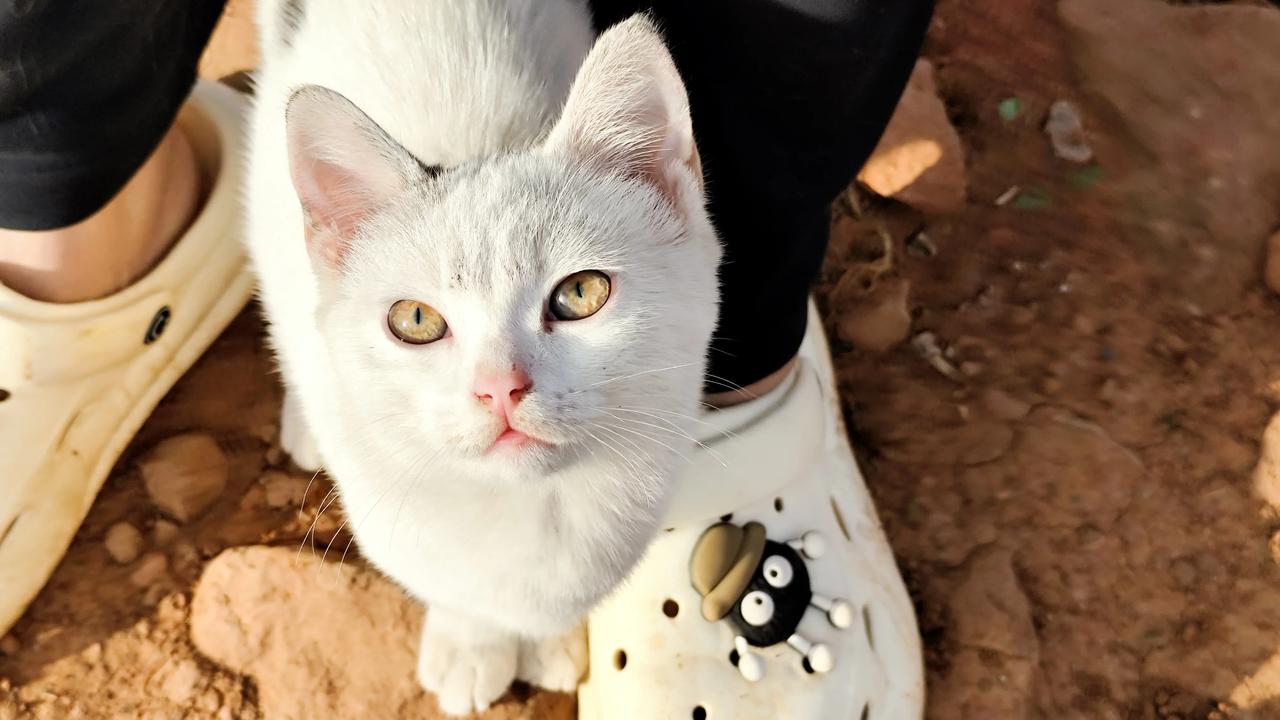 分享随手拍的小猫咪照片可爱的小猫咪分享一张你家小猫咪的照片