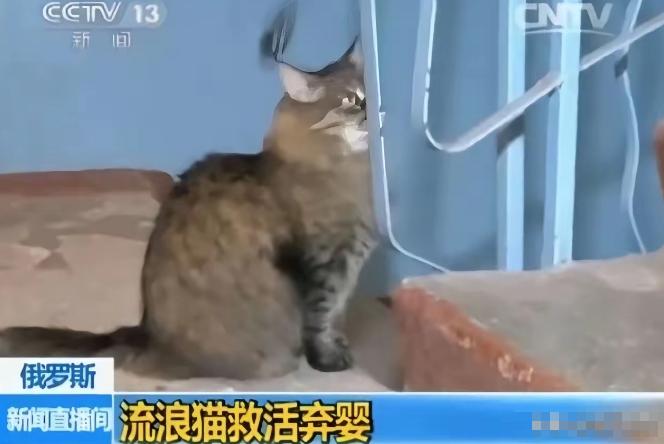 俄罗斯一只流浪猫火遍全球，连央视都报道了它。当地冬天极寒，好心人在楼道放了纸箱铺