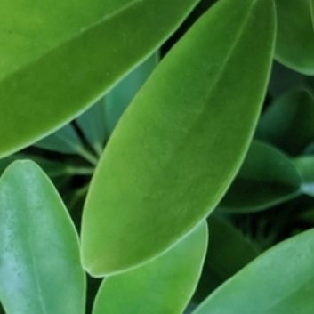 种植🍃鹅掌柴的养殖方法和注意事项一、鹅掌柴的养殖方法（1）土壤养鹅掌柴要用肥