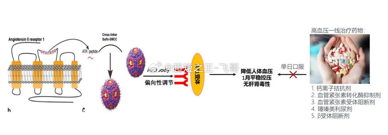 降压疫苗要来了近日国产治疗性降压疫苗HJY-ATRQβ-001传来新进展，Ⅰ期临