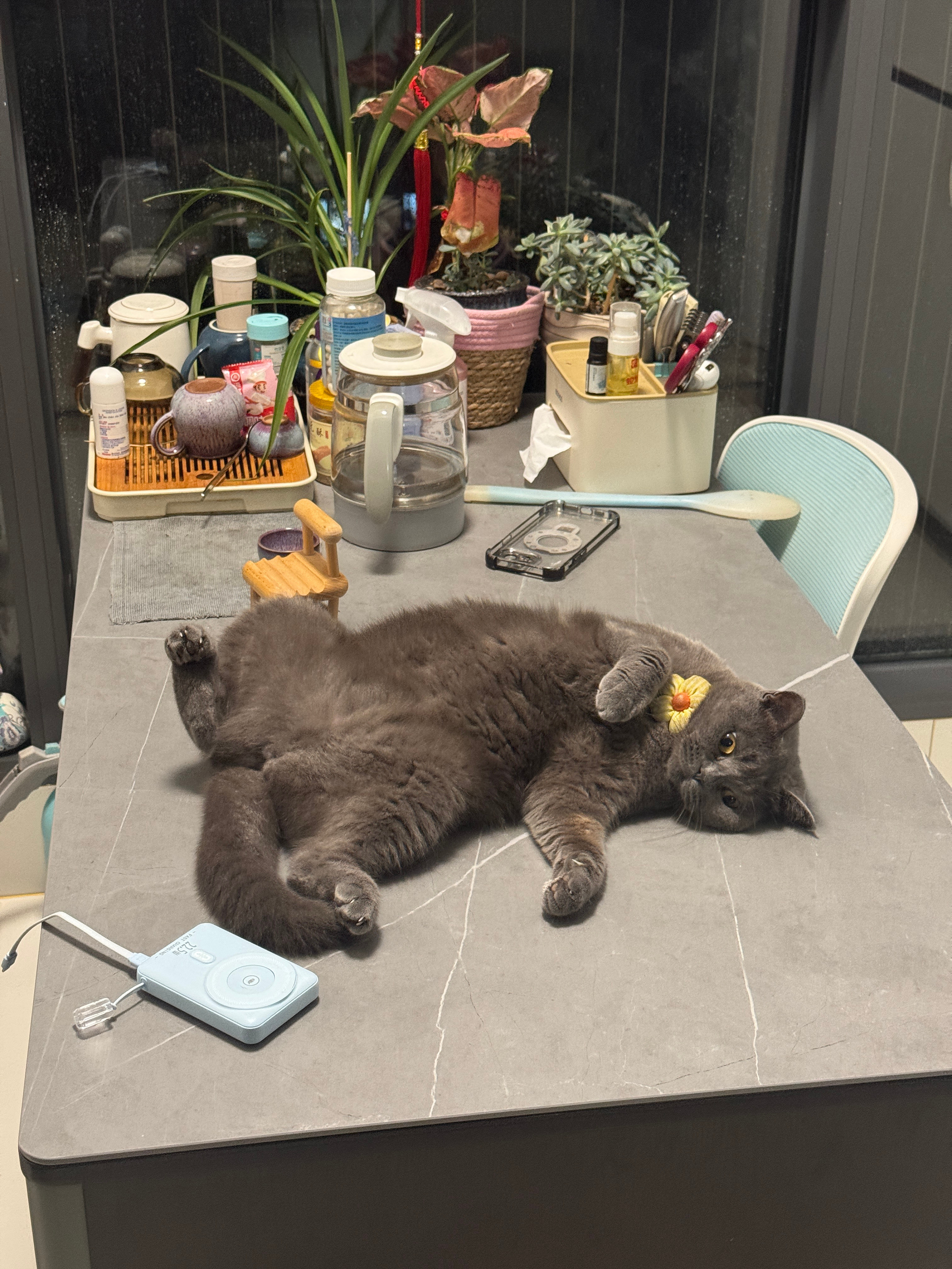 这小猫真舒服​​​