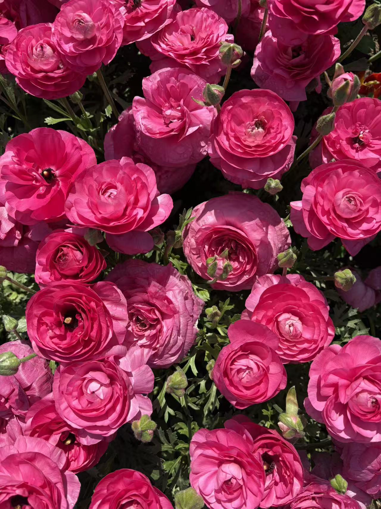 春日生活打卡季春日里，美丽的玫瑰花绝对是浪漫担当。玫瑰花寓意丰富，男人送2