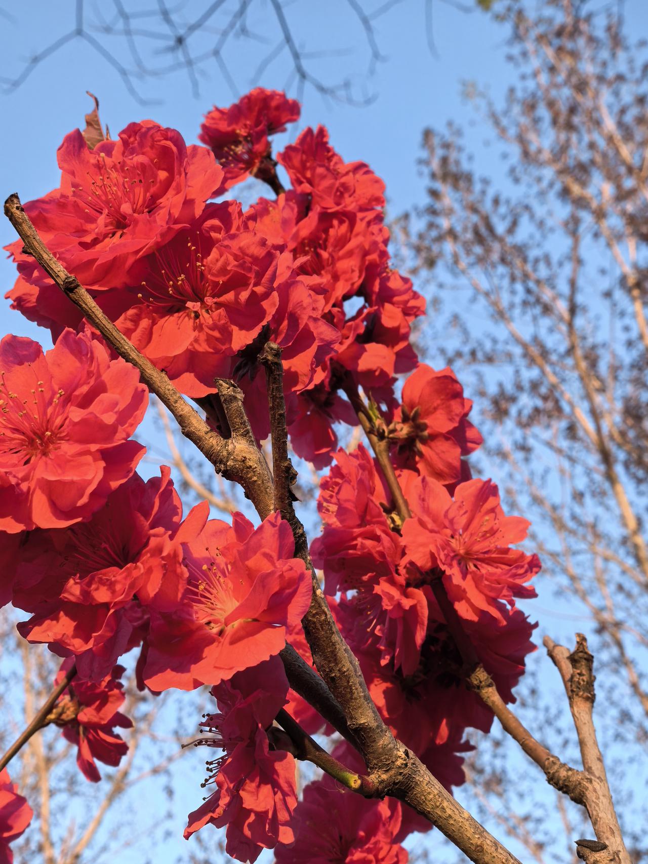 退休了，很想一觉睡到自然醒，然而，做起来又很难。外孙子一周有几天住这边，每天早晨