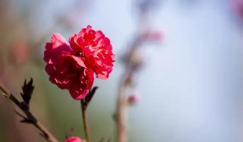 2026年，属猪人感情运势为何直线上升？天喜星强势入命，却伴随真假桃花的隐秘考验