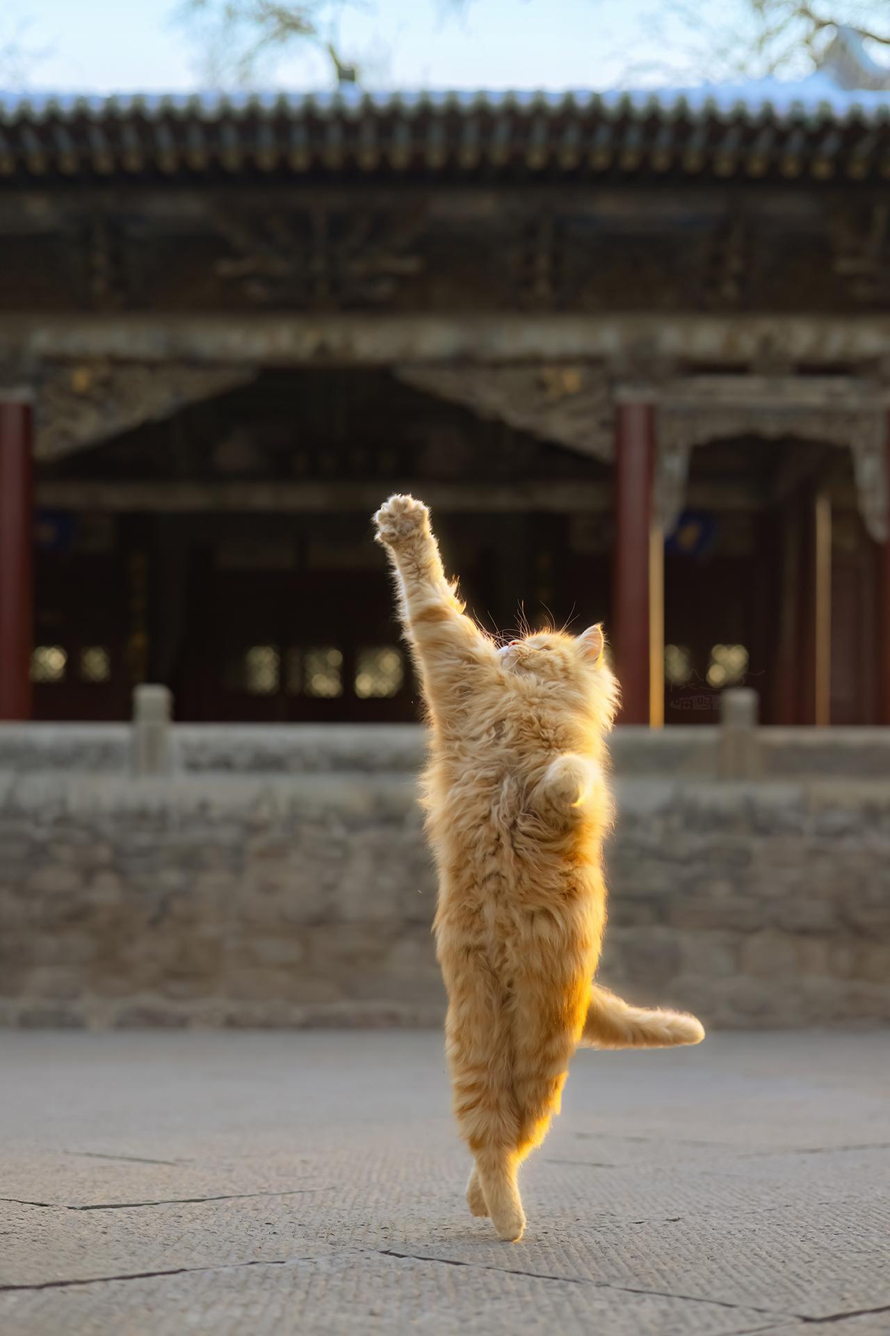 拍猫十多年，每张都是精选之作。新日历用了也有十多天了，很多小伙伴求壁纸...