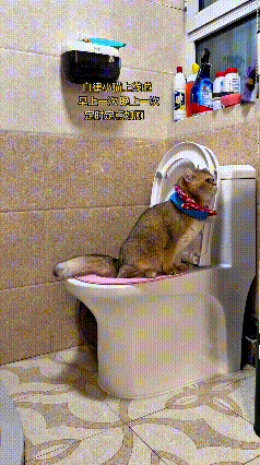 家人们！这只猫简直是成精了，被美女铲屎官训练得贼拉规矩！每天早晚各一回，雷打不动