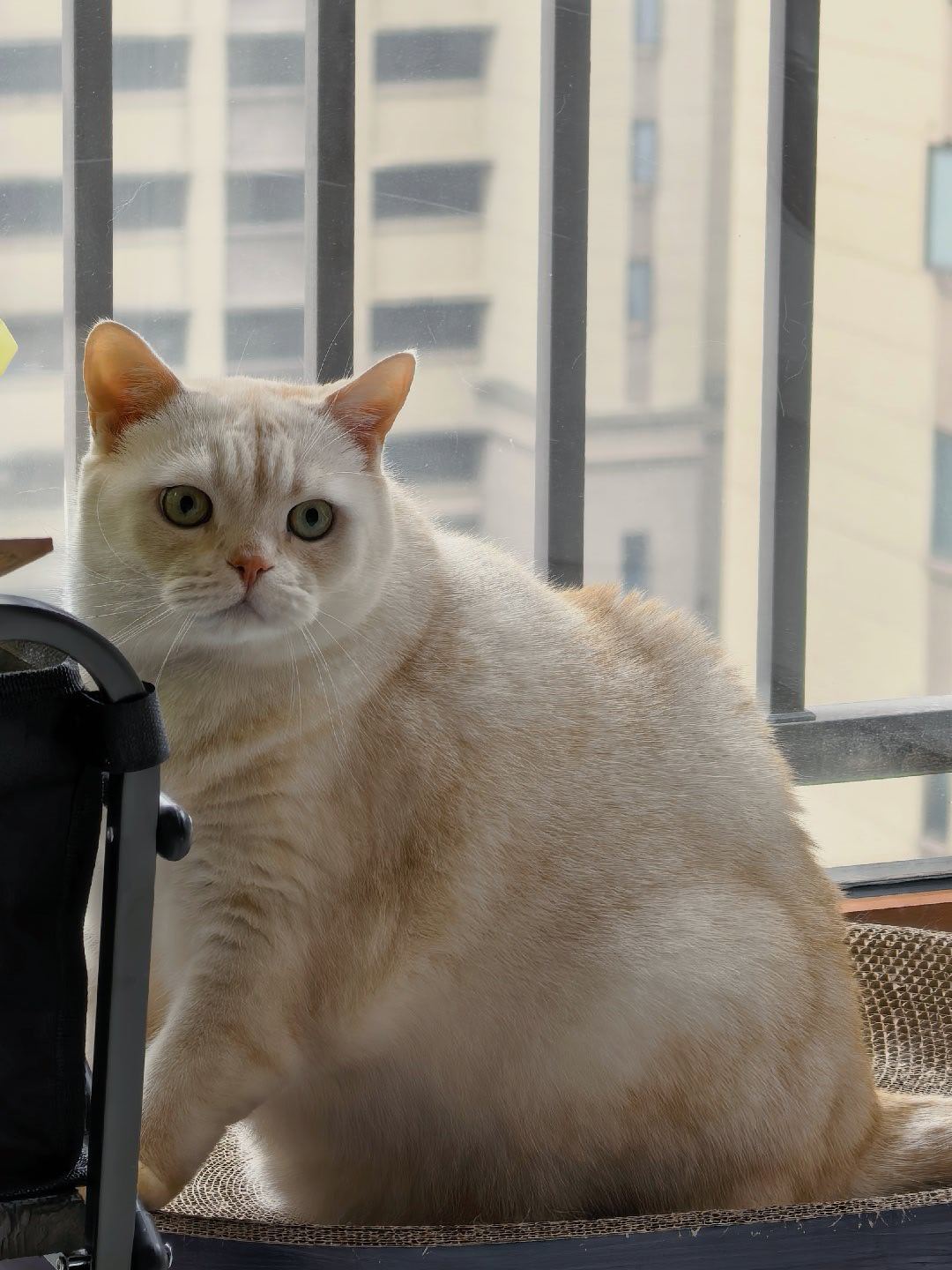 明天lv给俺宝选个正常的衣服就行