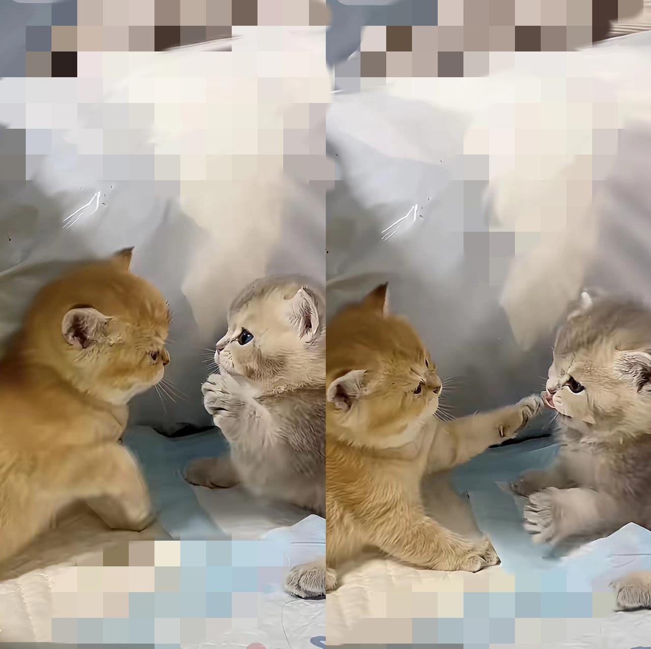 谁懂啊！小奶猫才是成年人的情绪急救包昨天刚把我妈从老家带来