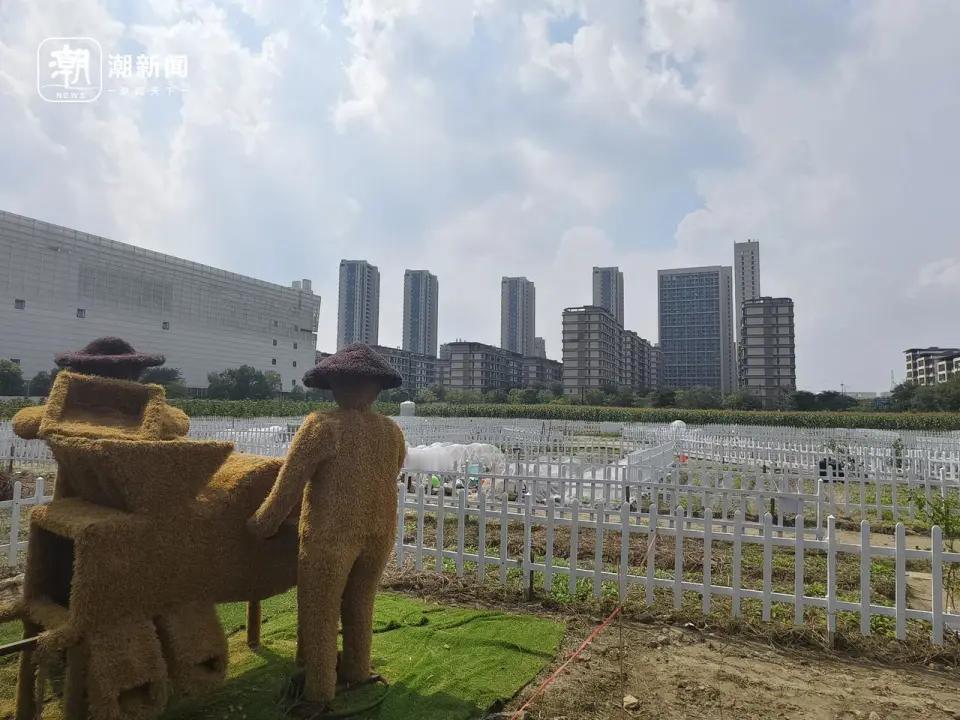 “怎么这么会挣钱！”浙江杭州，一家公司经搞了一块“共享菜园”，将城中空地分成53