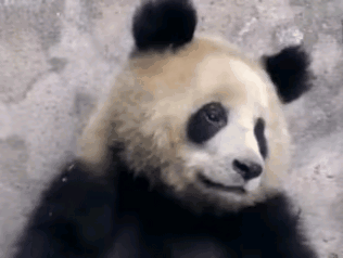 园润是不是熊猫圈逆袭成功的典范？潦草小狗一跃而成白富美，跻身基地几大贵妇之列，真