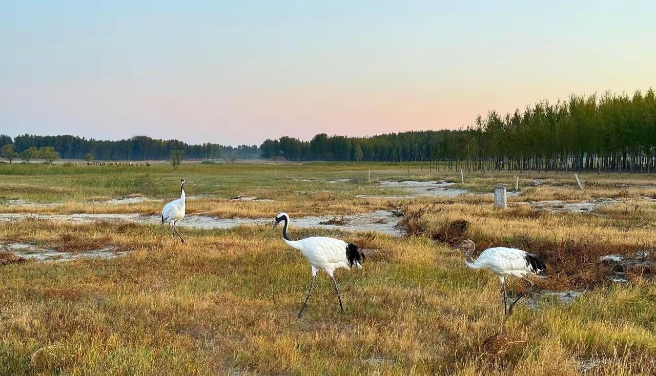 村里现在有10来个丧夫老太太，除了老妈和大娘，都经历过害怕的过程。年前的时候