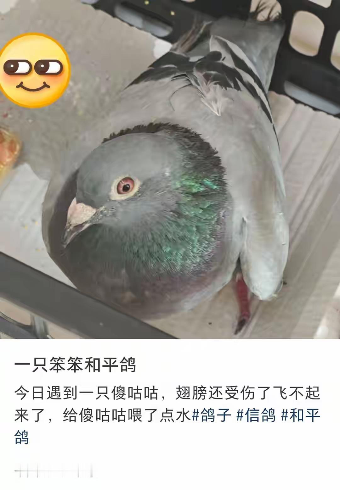 有一只笨笨的小咕咕，翅膀受伤了飞不起来啦！被北京网友发现。受伤的小咕咕，被北