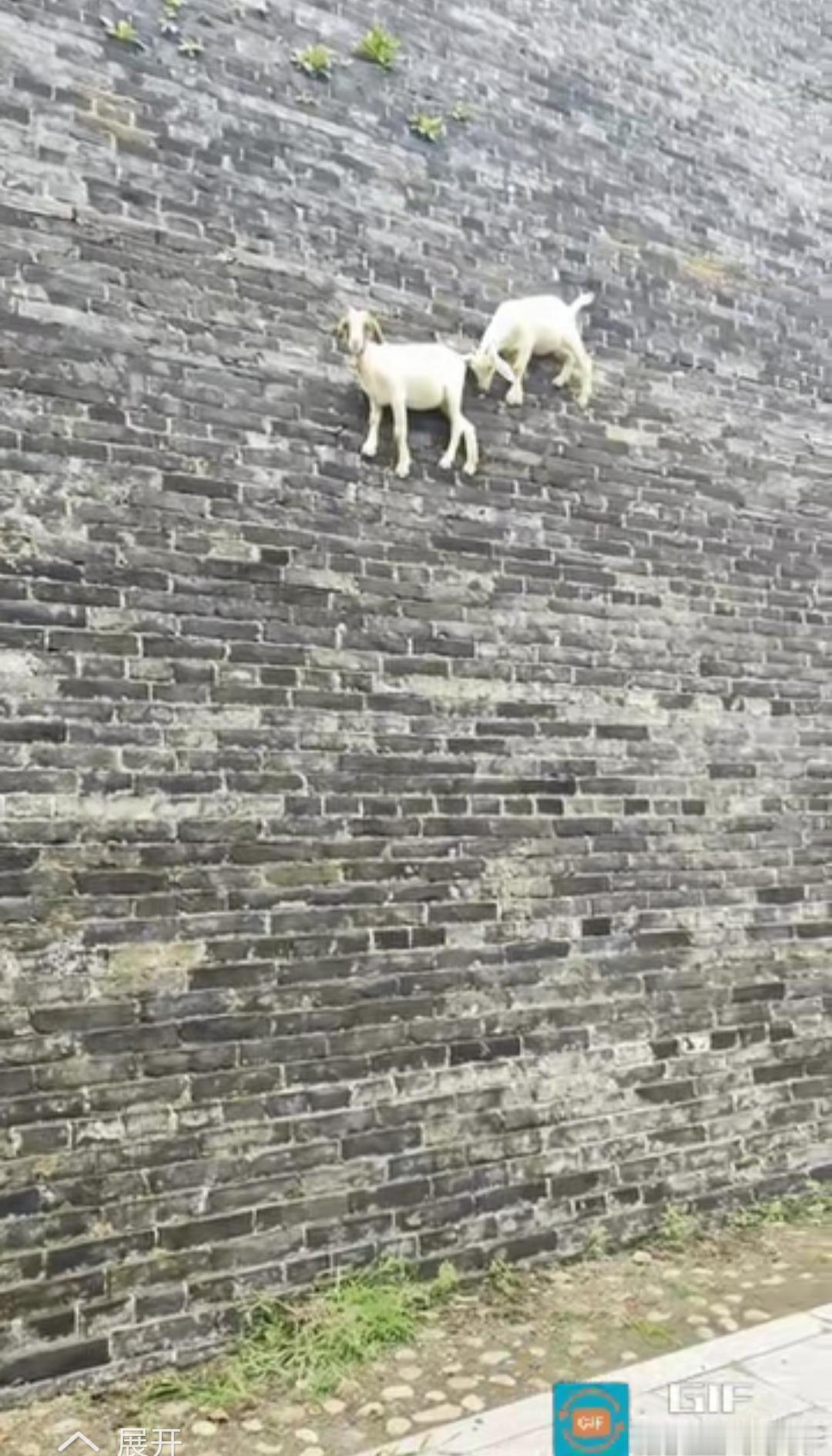 近日河南一男子在广府古城玩，无意中发现城墙上居然站着两只羊，他以为自己眼花出现了