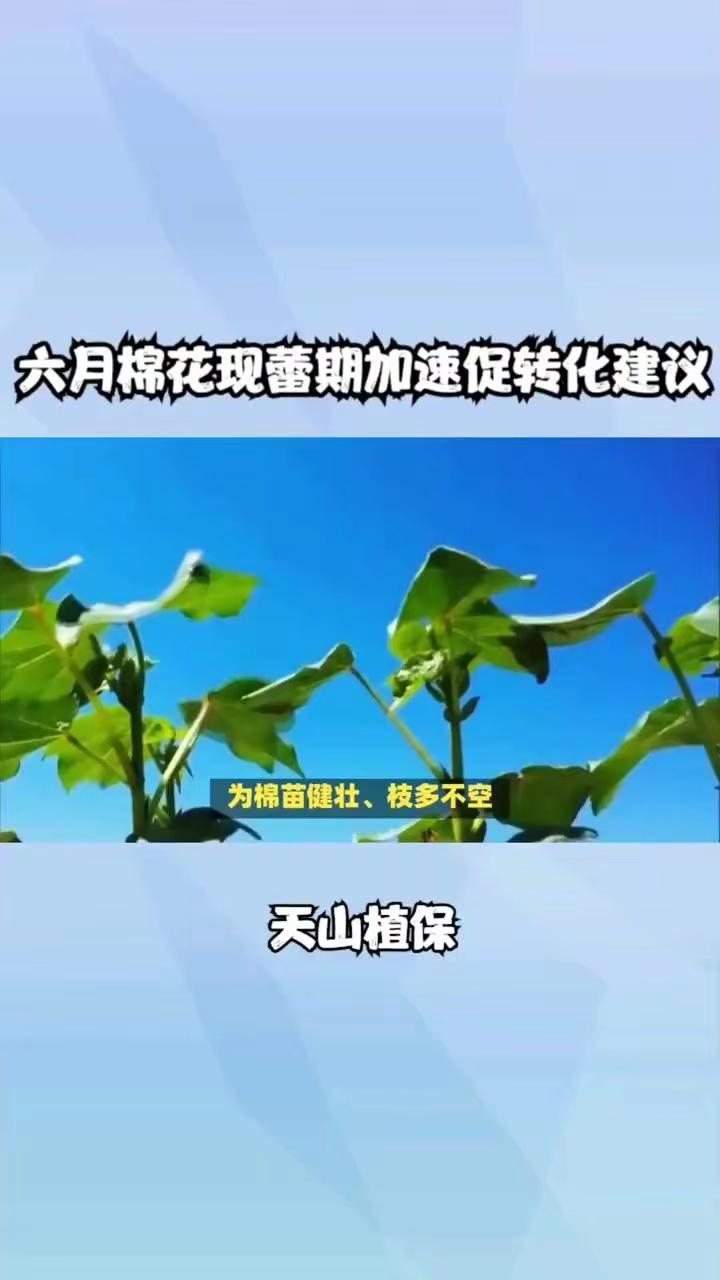 六月棉田管理四要点。为了棉苗长势旺、不落花，这四个关键措施要做好：1️⃣控旺促转