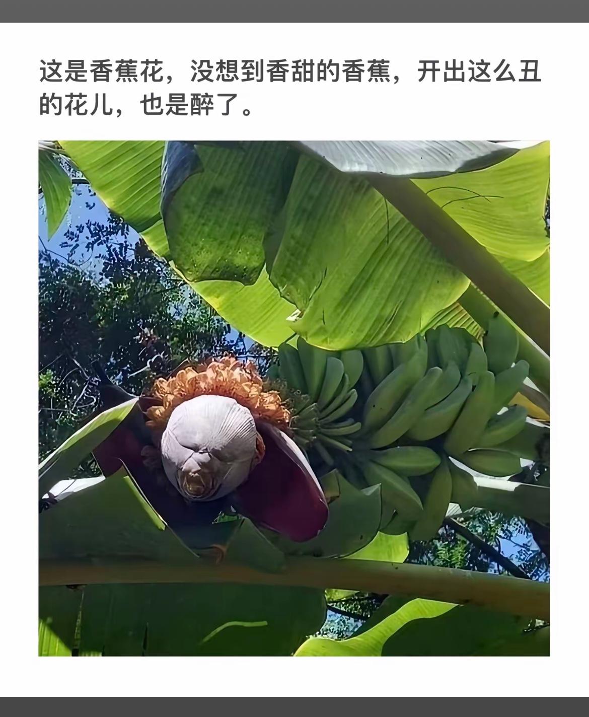 香蕉花下，意想不到的事情香蕉果树