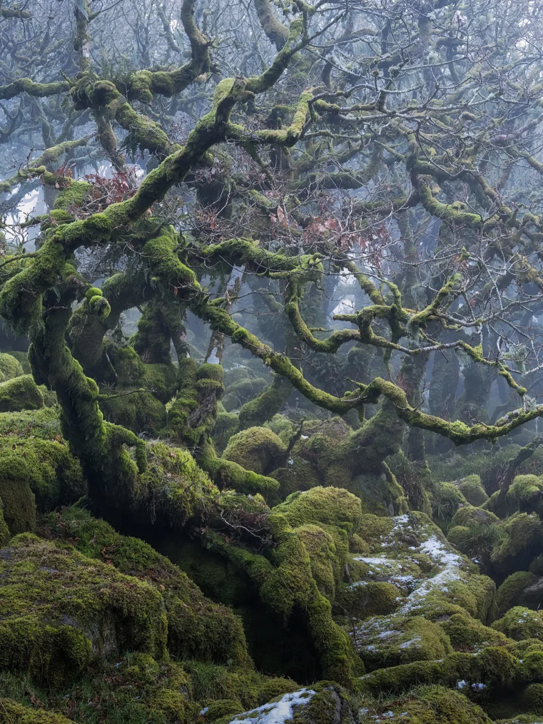 🇬🇧别一个人来这，除非你敢走进巫师后花园…